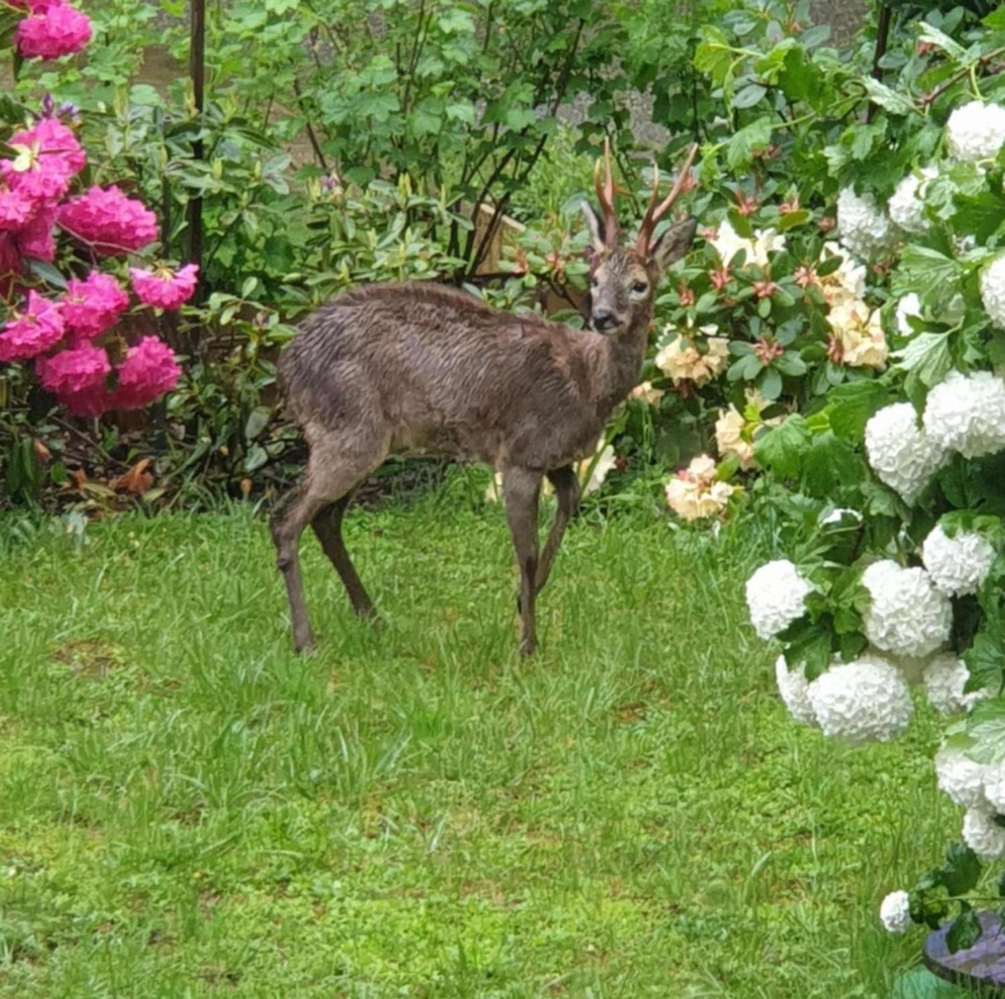 Les Tables Aux Vaches Raviege Hotel La Salvetat-sur-Agout Bagian luar foto
